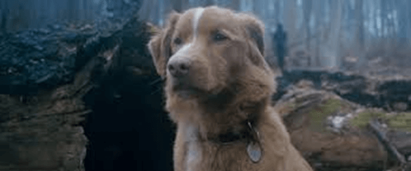 good boy movie review